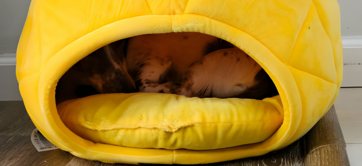 cozy cave dog bed