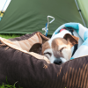 outdoor dog beds