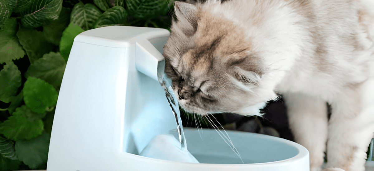Best Pet Water Fountain