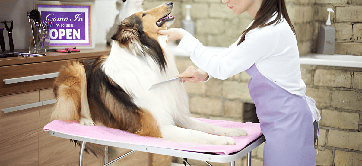 Dog Grooming Tables