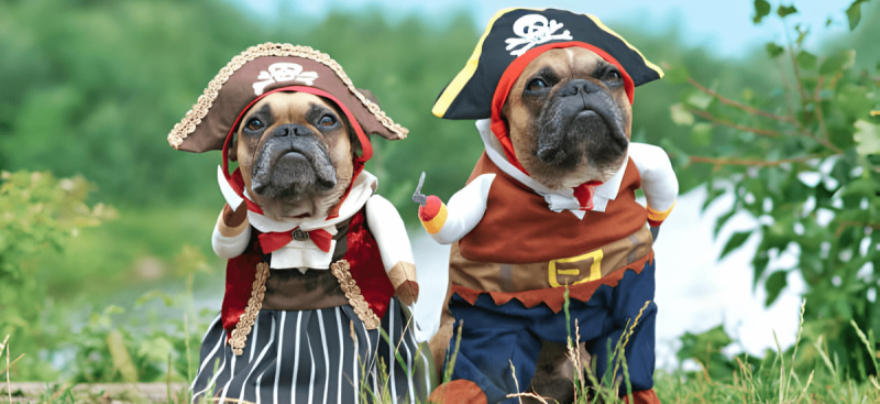 dog pirate costume