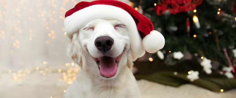 Christmas white dog