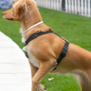 air tag dog collar