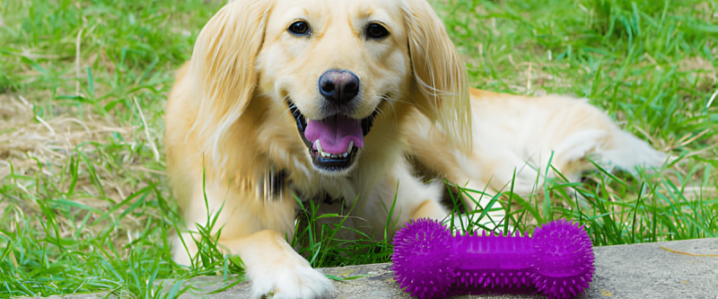 Squeaky Toys for Dogs