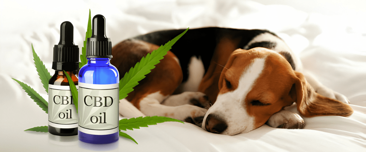 cbd oil dosage for dogs