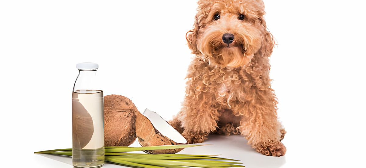 is coconut good for dogs