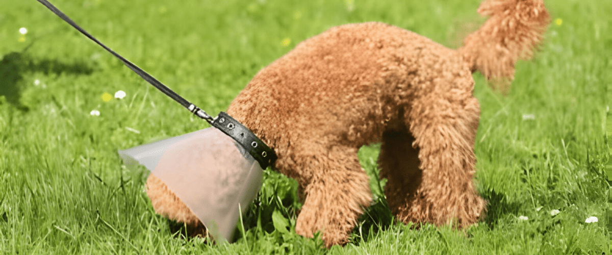 how to train dog with e collar