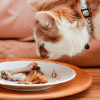 can cats eat chicken bones