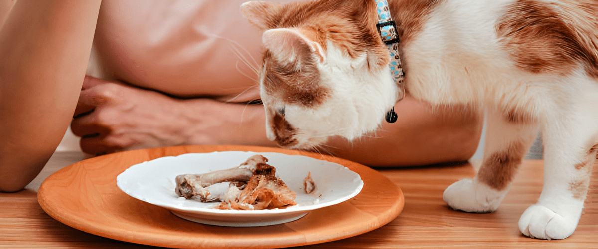 can cats eat chicken bones