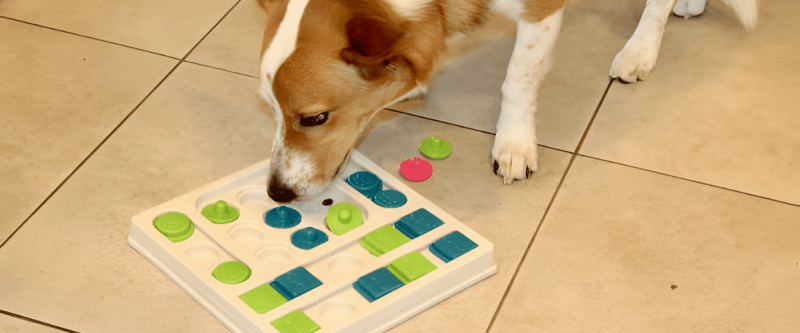 Dog Puzzle Toys