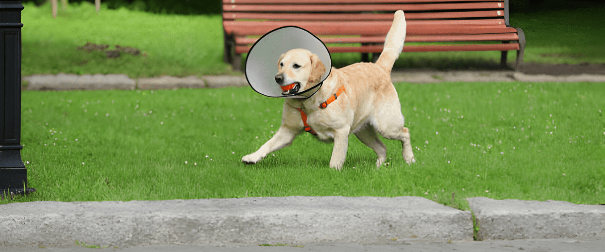 how to train dog with e collar