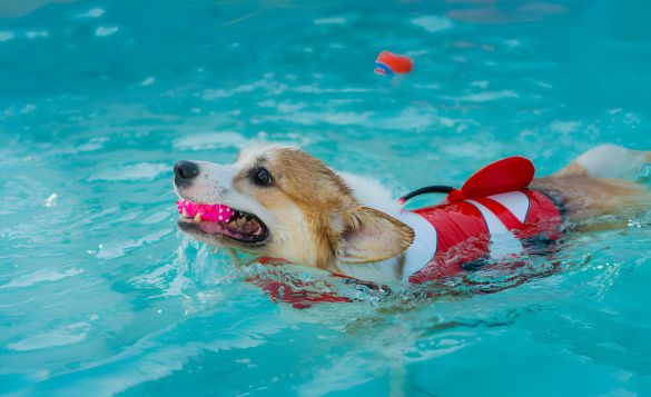 dog with life jacket