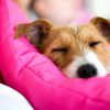 pink dog pillow